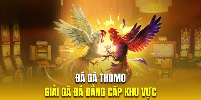 Đá Gà Thomo | Giải Chọi Kê Đẳng Cấp Nhất Khu Vực Châu Á