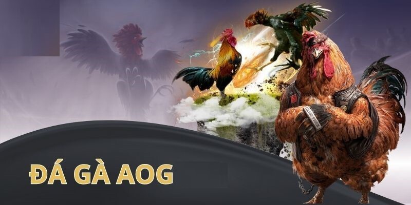 Sảnh đá gà AOG