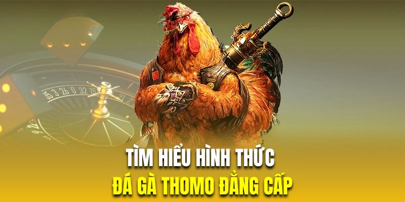 Tìm hiểu hình thức chọi kê Thomo đặc sắc